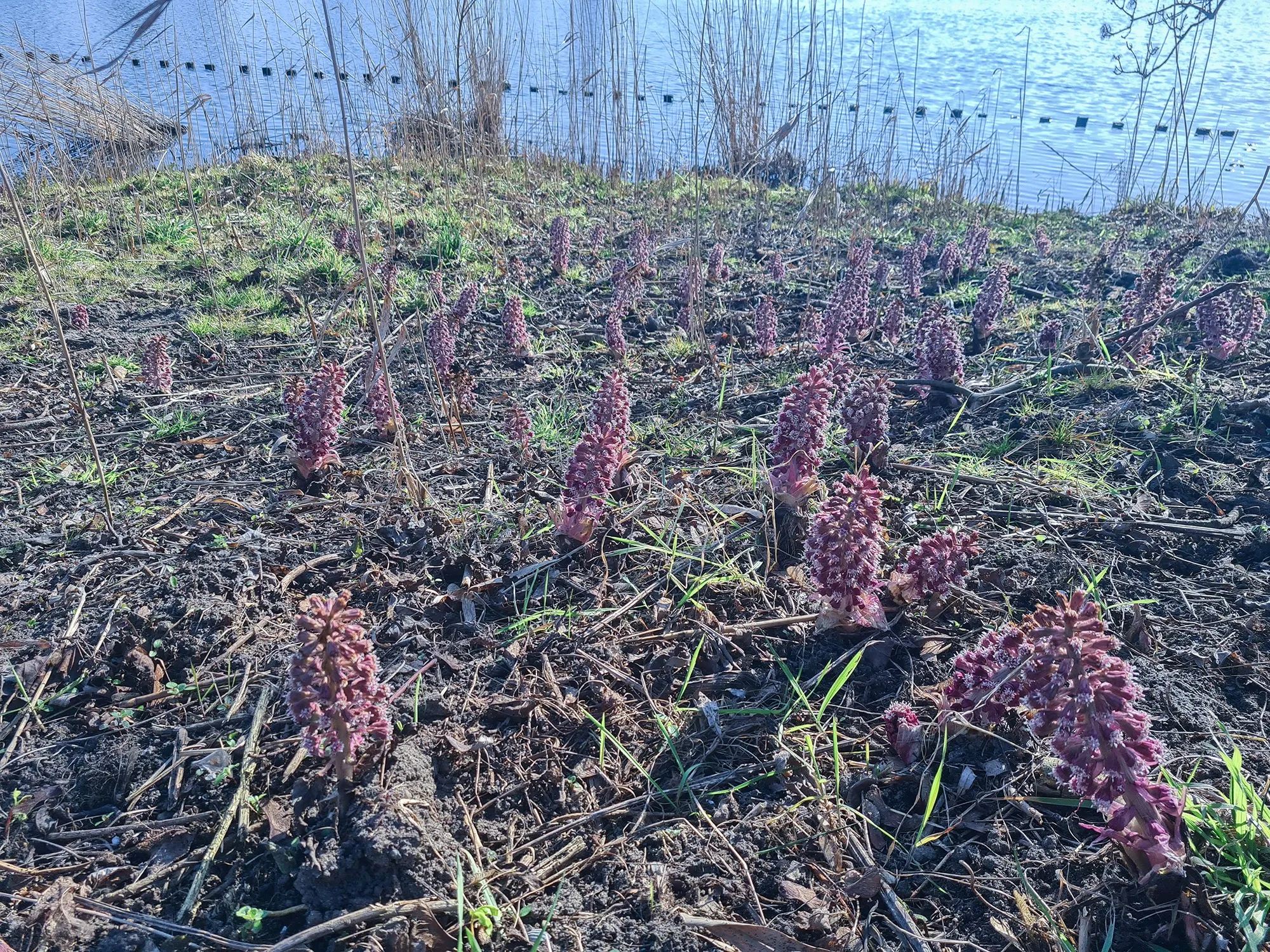 natuur nieuwsheemstede 9 maart groot hoefblad
