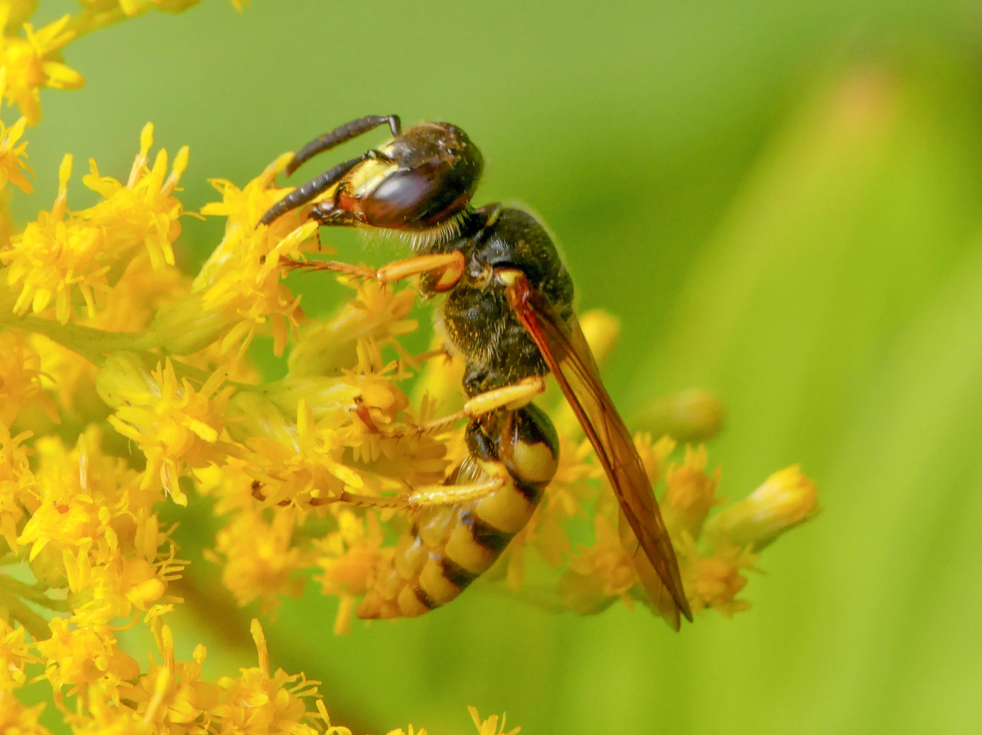 naturnieuws heemstede 15 juni bijenwolf