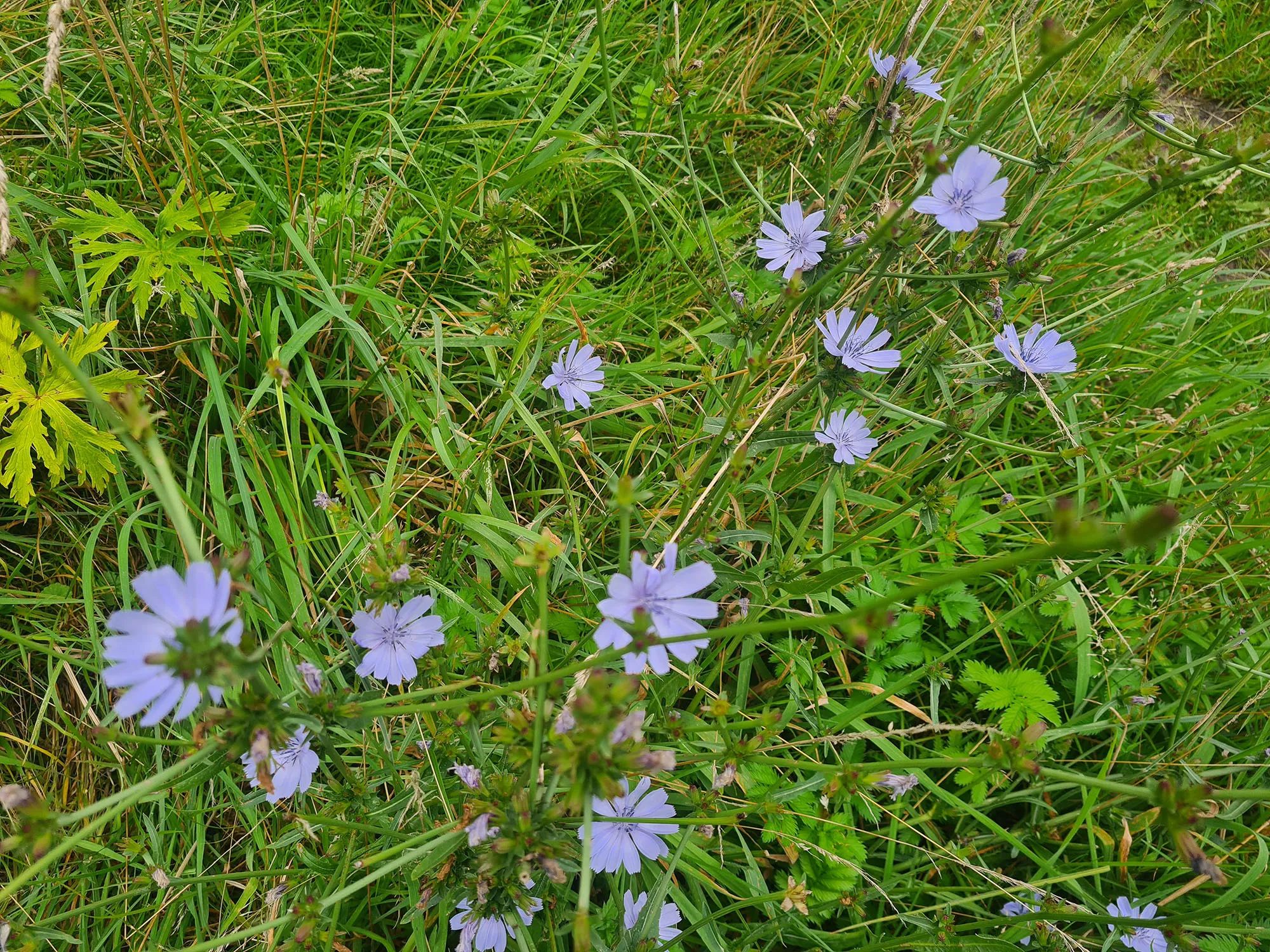 paarse bloemetjes