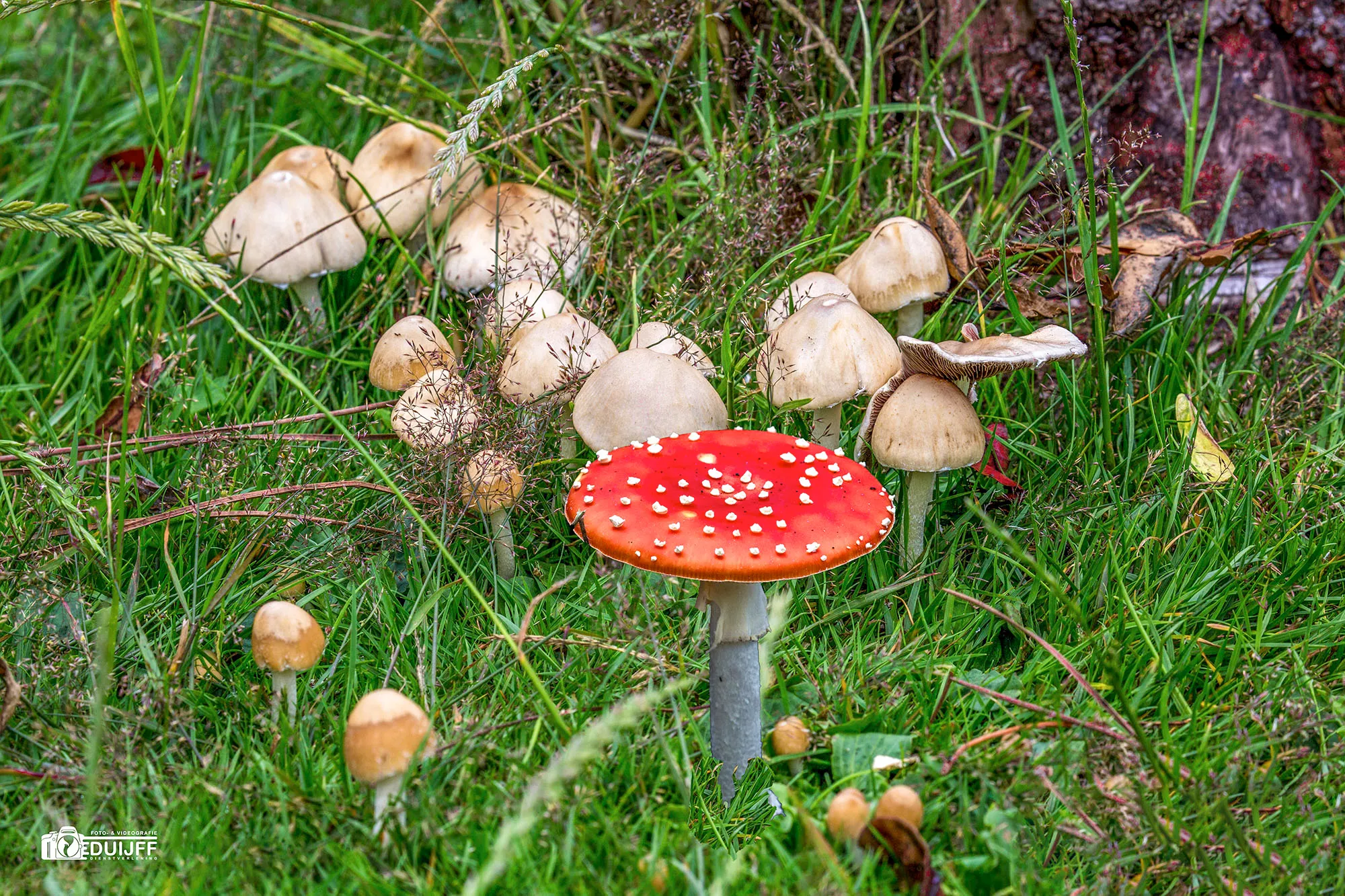 paddestoelen vl zwam