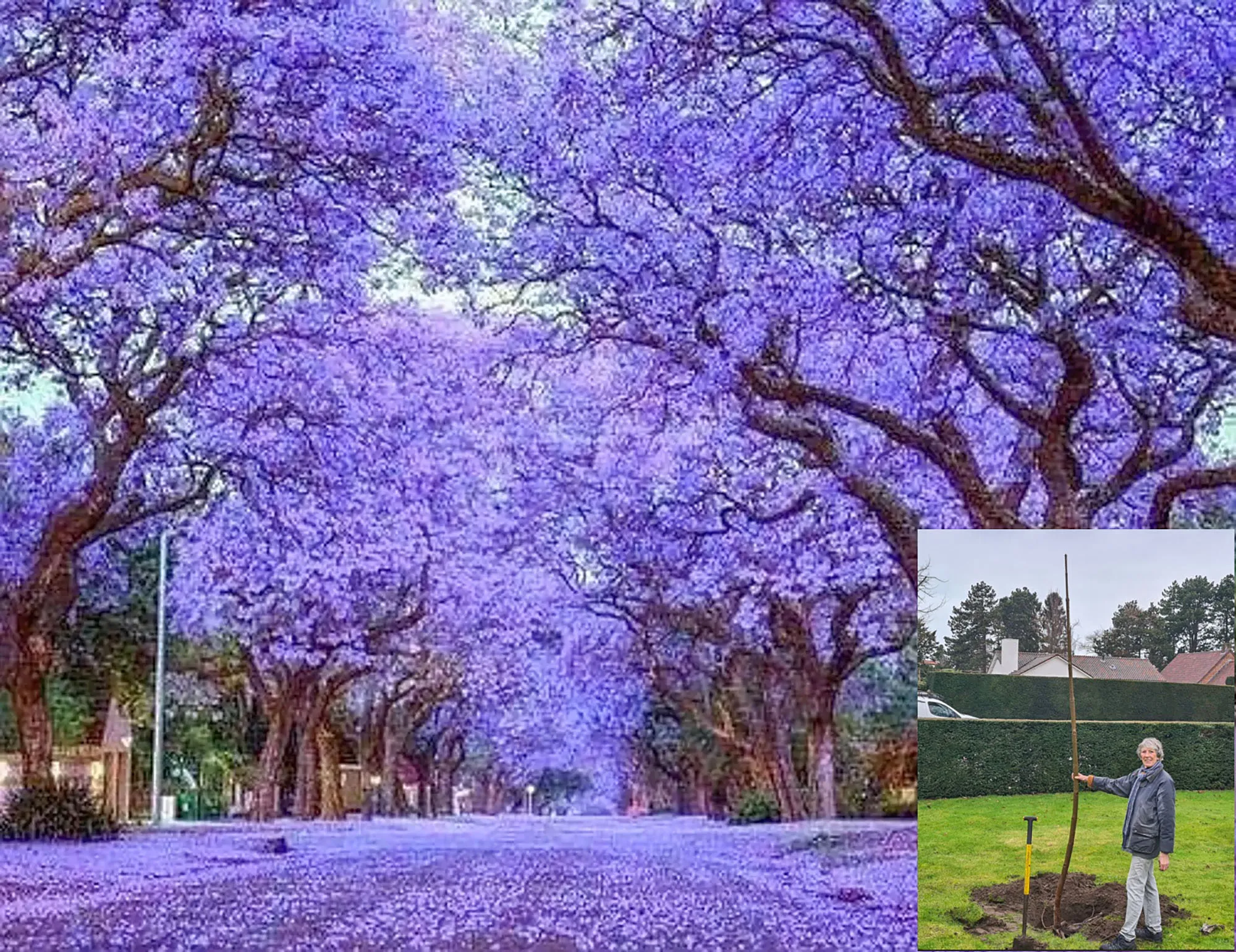 heemstede natuur22 febr paulowniua
