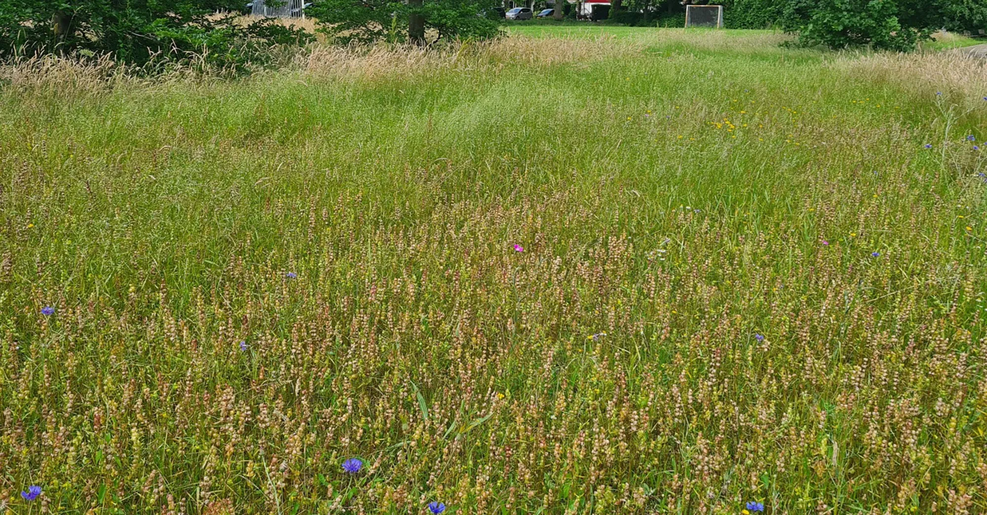 heemstede natuur nieuws 28  juni grasondrukkende ratalaargroei slot heem stede