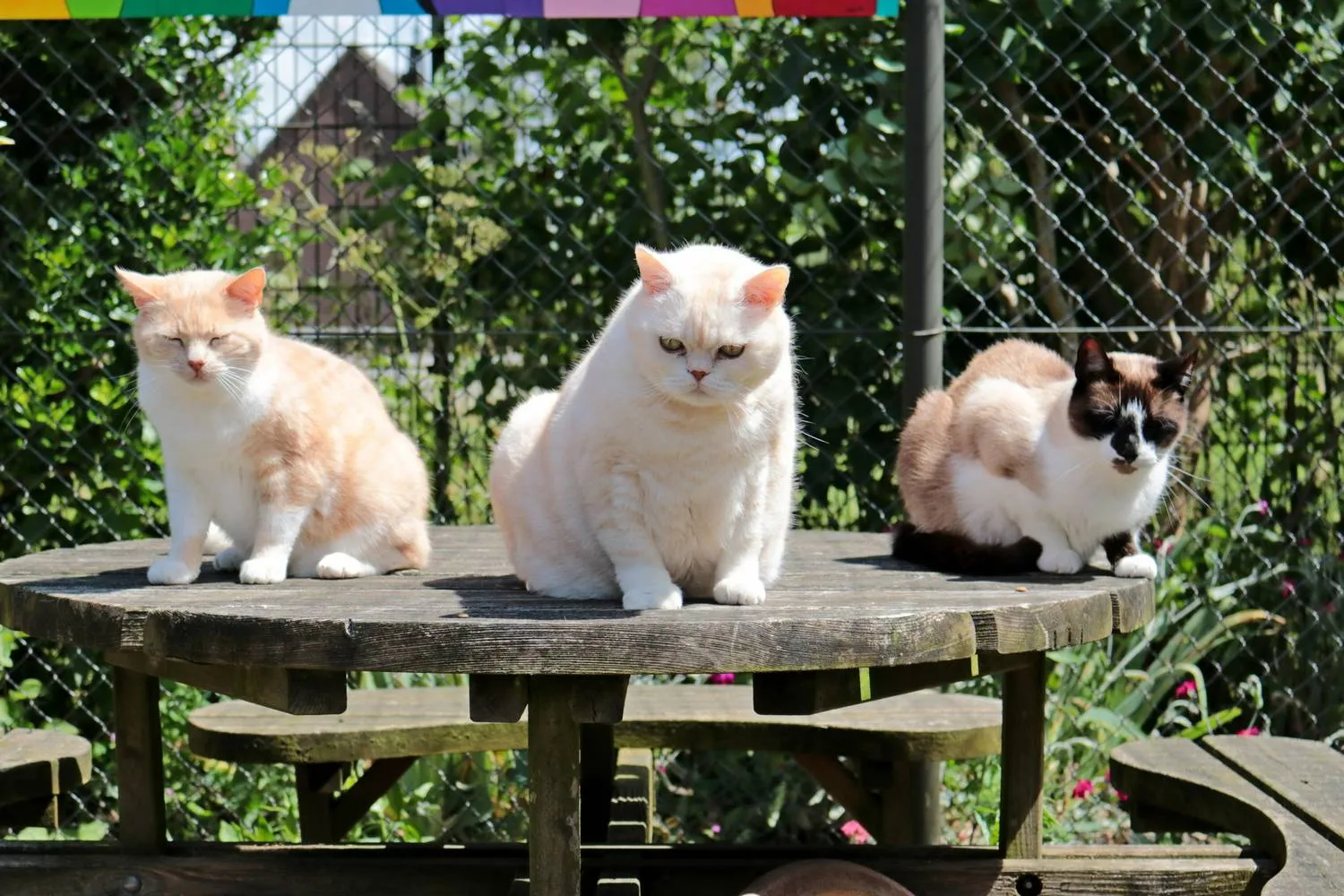 Katten in Adoptieverblijf Stichting Zwerfdier  Foto R. Ariu
