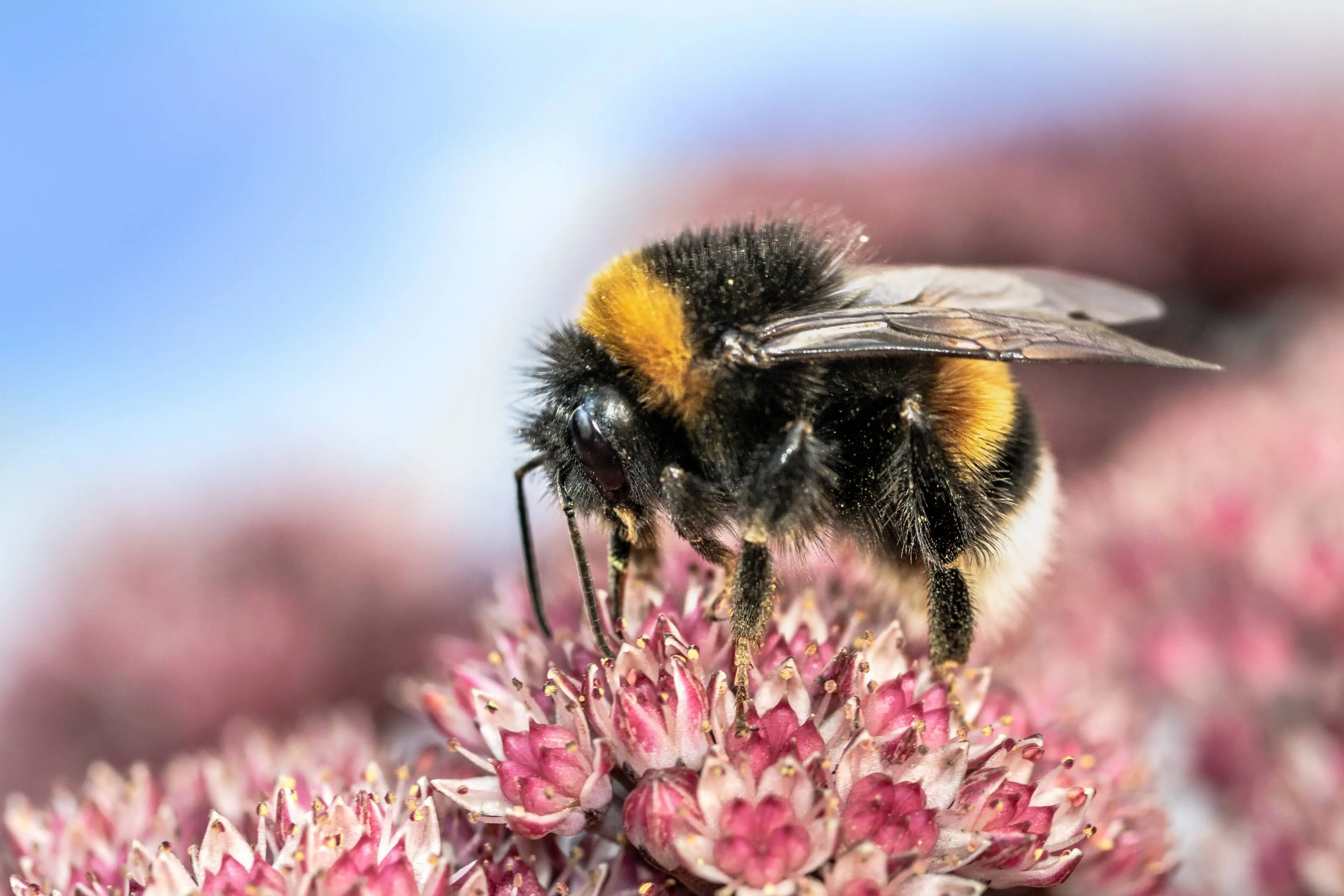 myriams-fotos-heath-the-bumble-bee-3664254