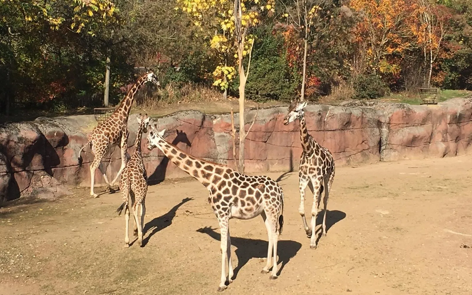 aankomst giraffe narus introductie buiten e1539342571522