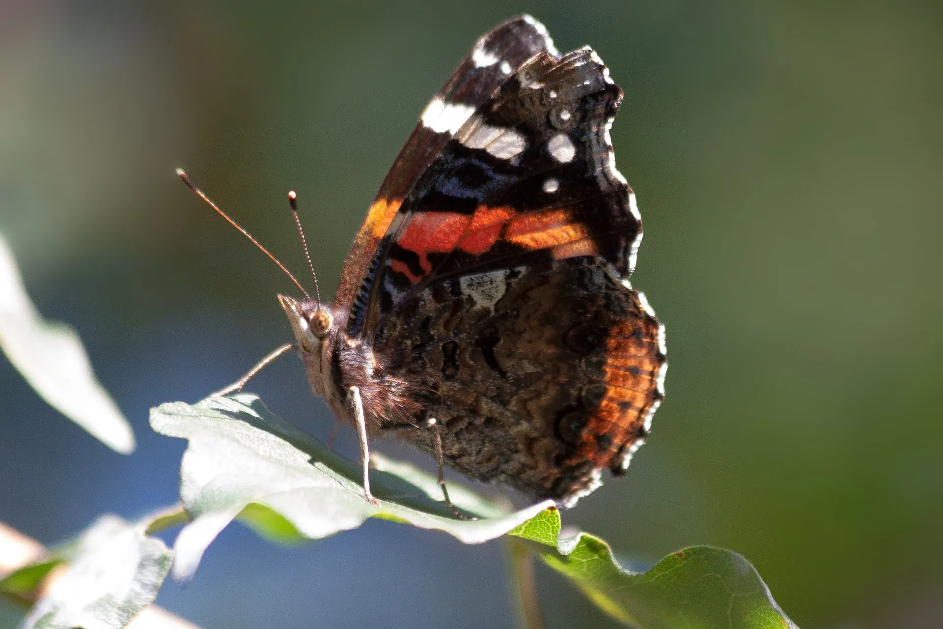 atalanta vlinder pixabay
