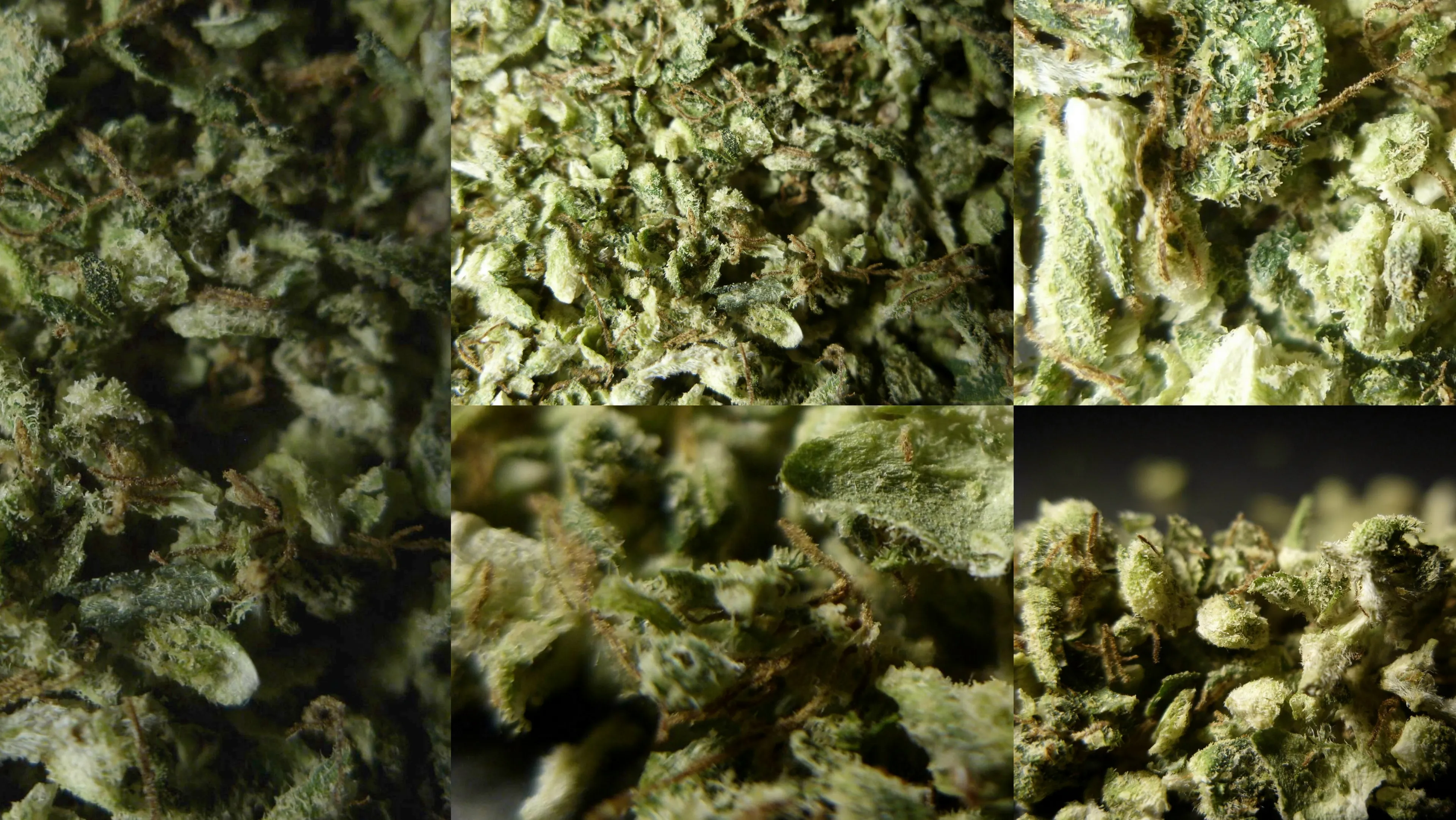 bedica medicinale cannabis flos 5 gram granulaat e1432060173832