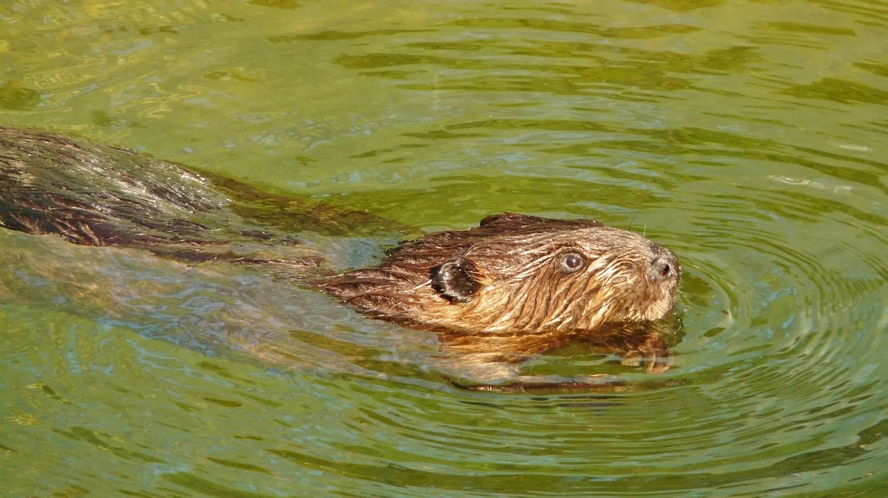 bever cco creative commons