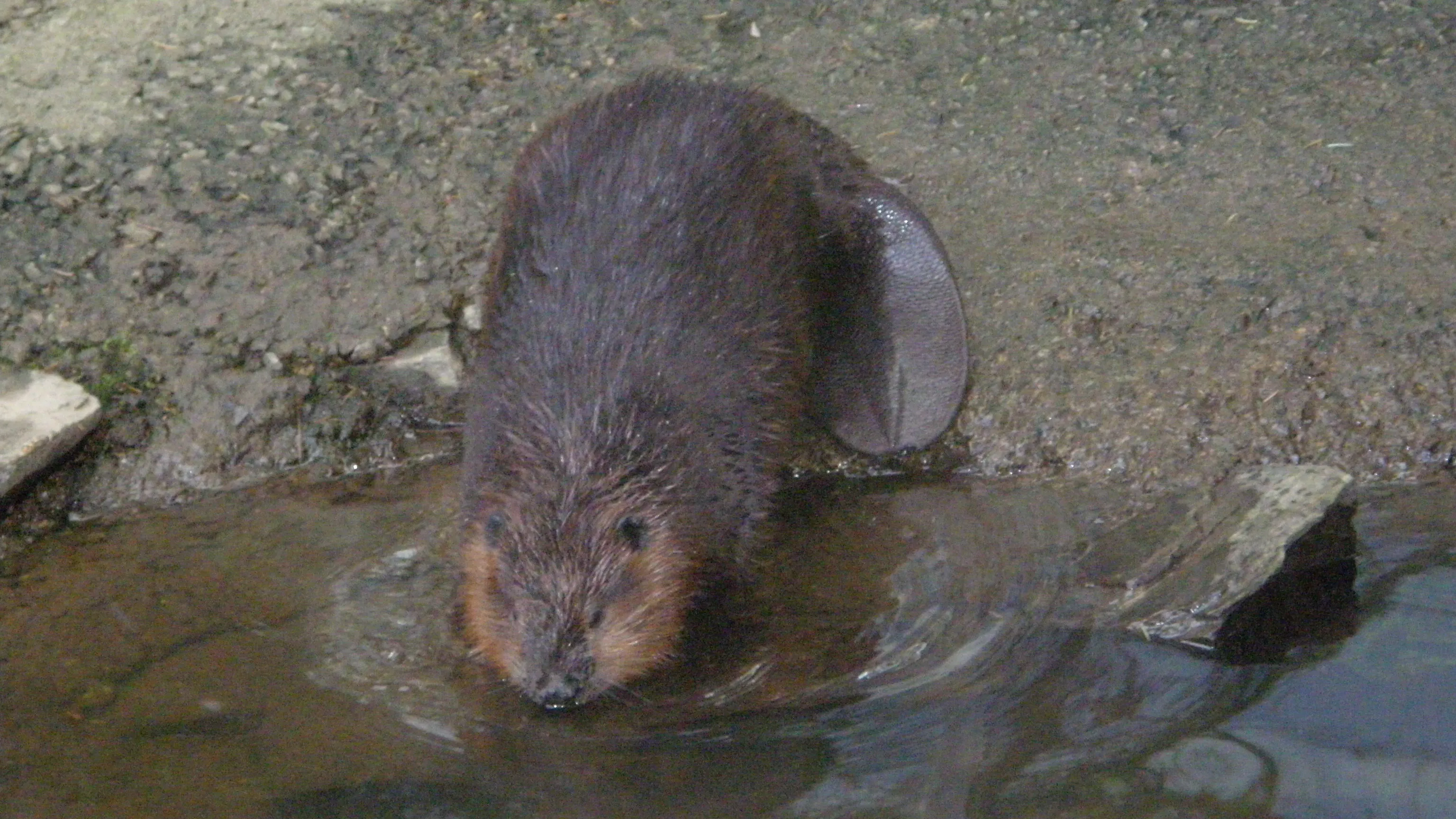 bever e1425851264878