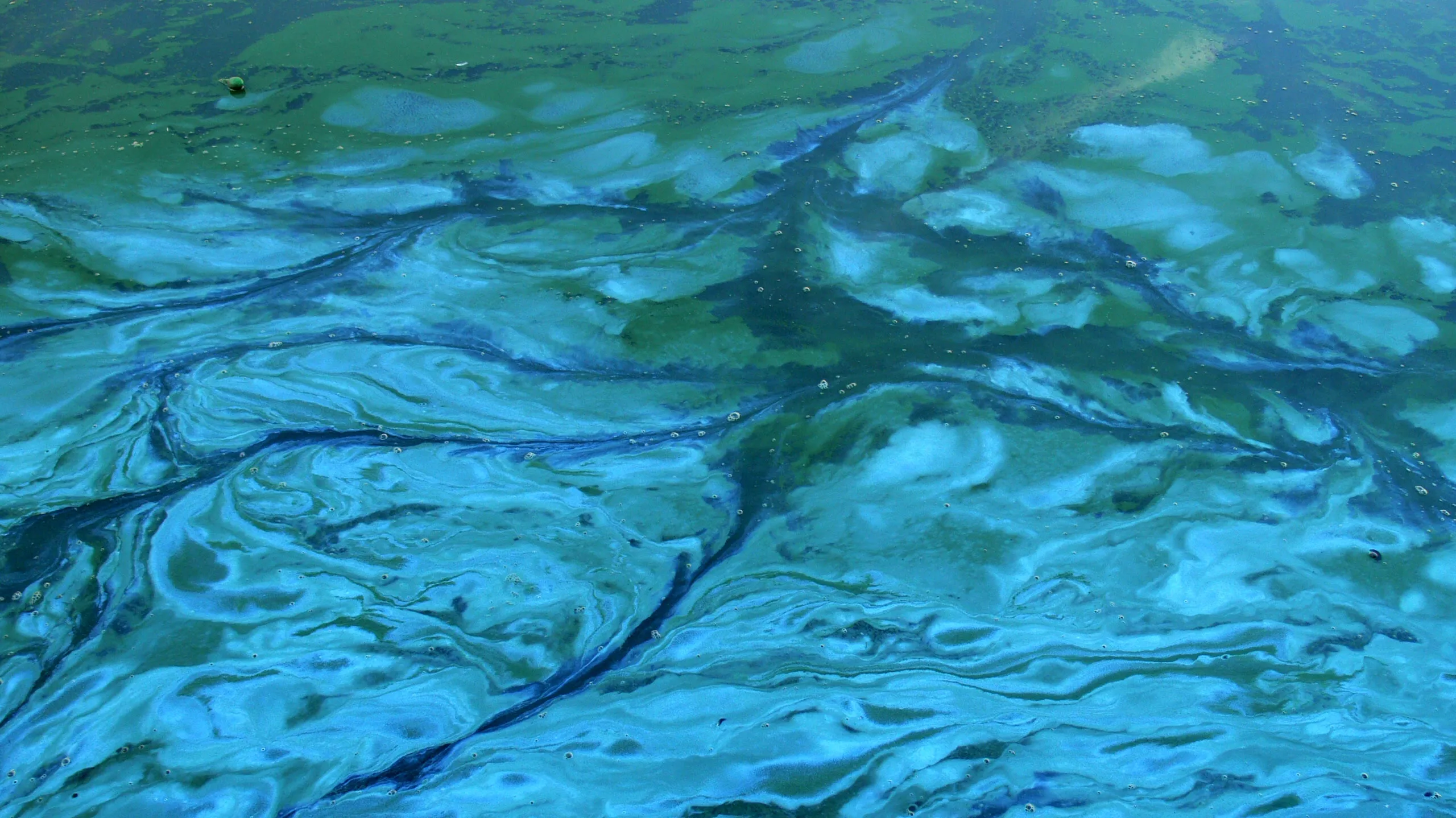 blauwalgen wikipedia