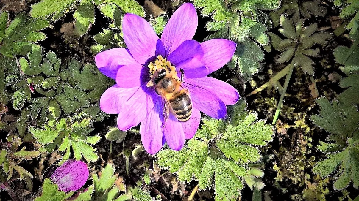bloemetjes en bijtjes