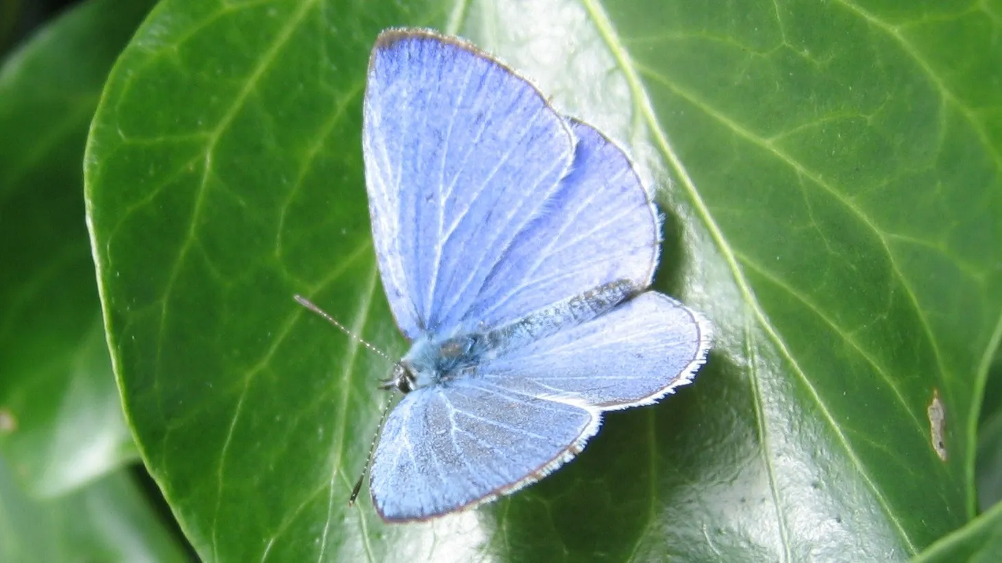boomblauwtje e1438249195593