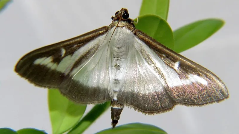 buxusmot cydalima perspectalis crambidae imago tricht the netherlands e1502205424305