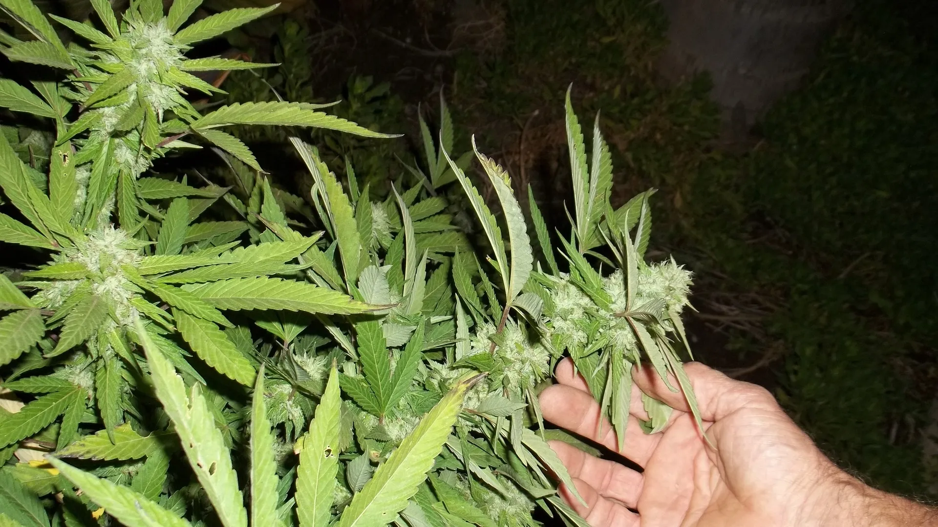 cannabis pixabay
