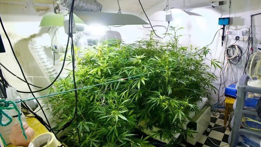 cannabis west midlands police fotercom cc by sa e1449420696604