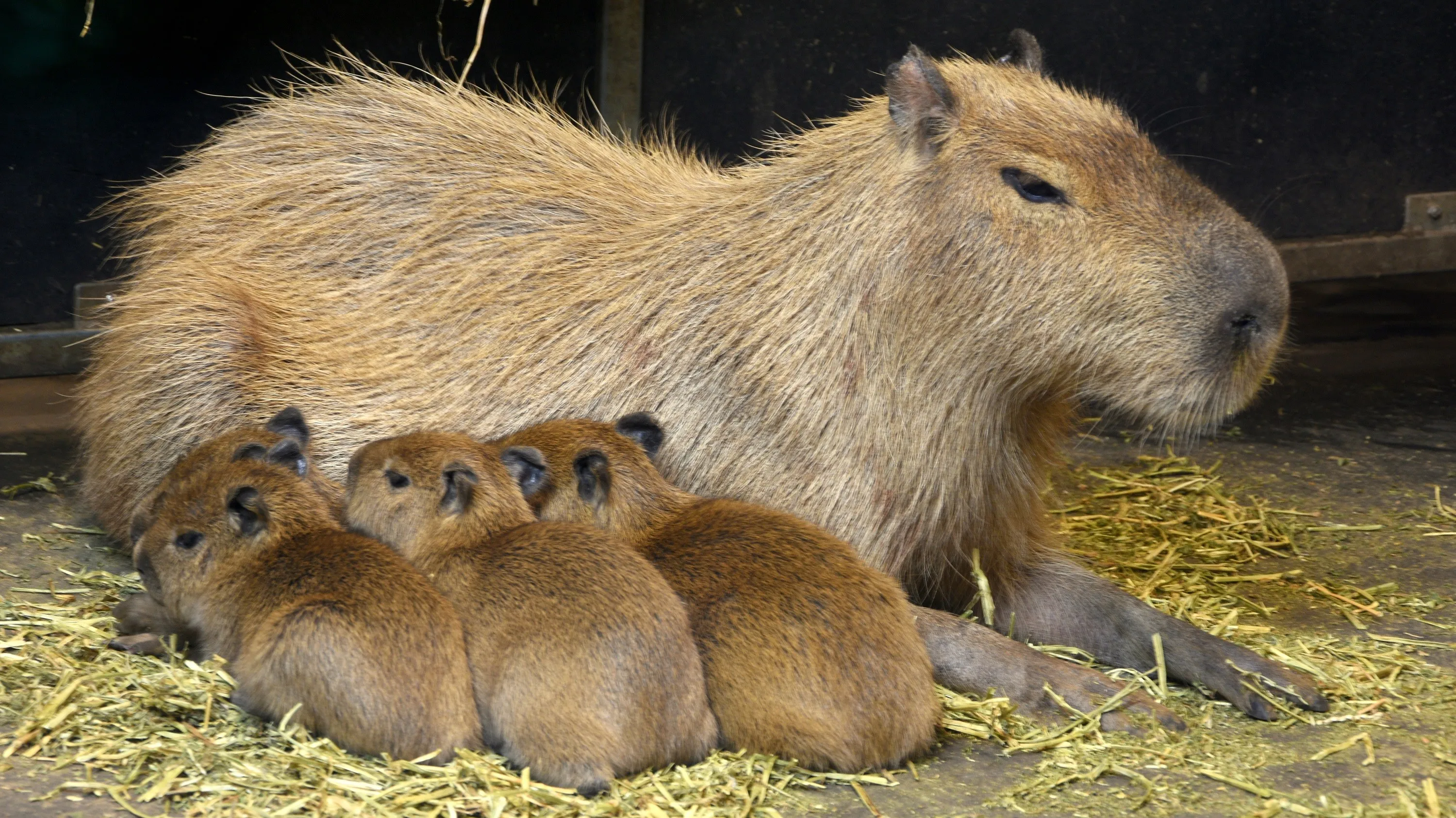 capibara s geboren in gaiazoo e1456779480657