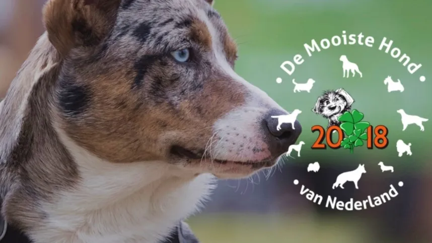 de mooiste hond van nederland