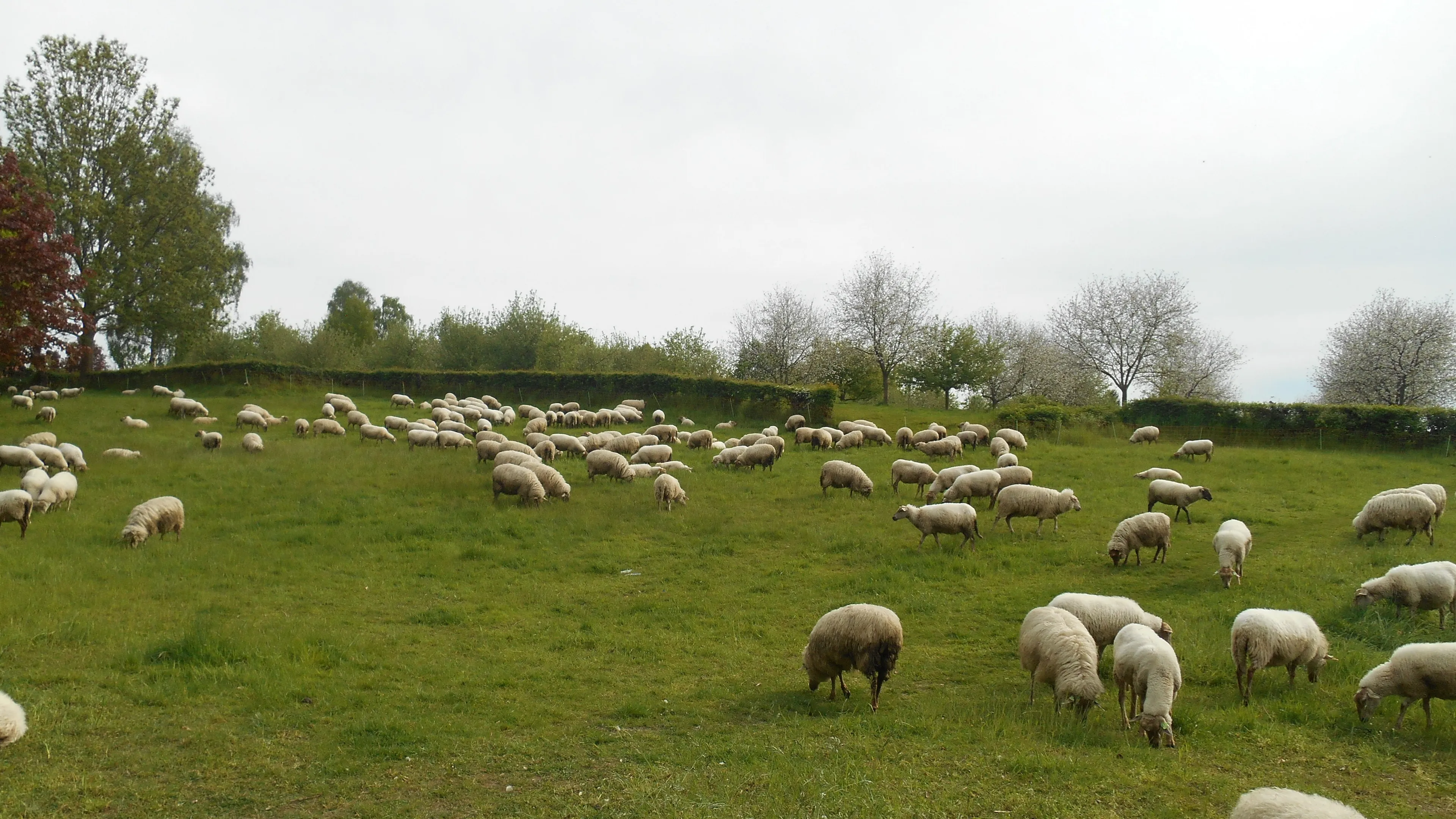 dscn1732 e1490963492990