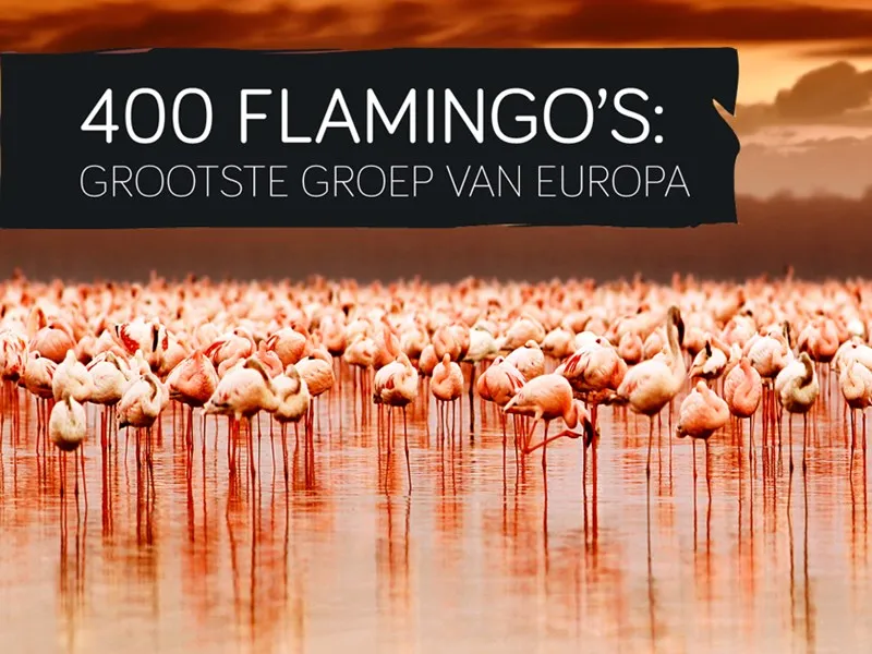 flamingos fb