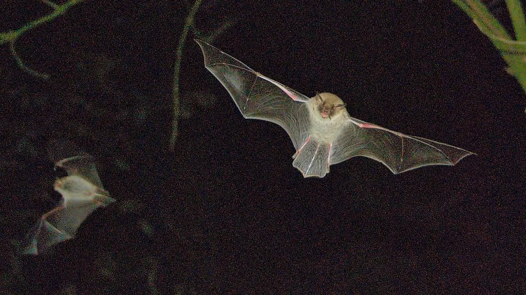 franjestaart vleermuis