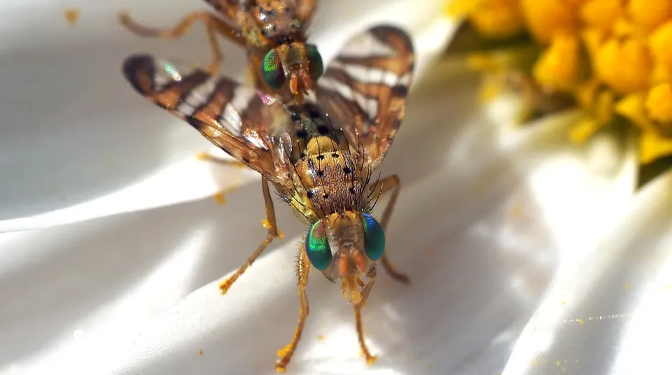 fruitvliegjes pixabay