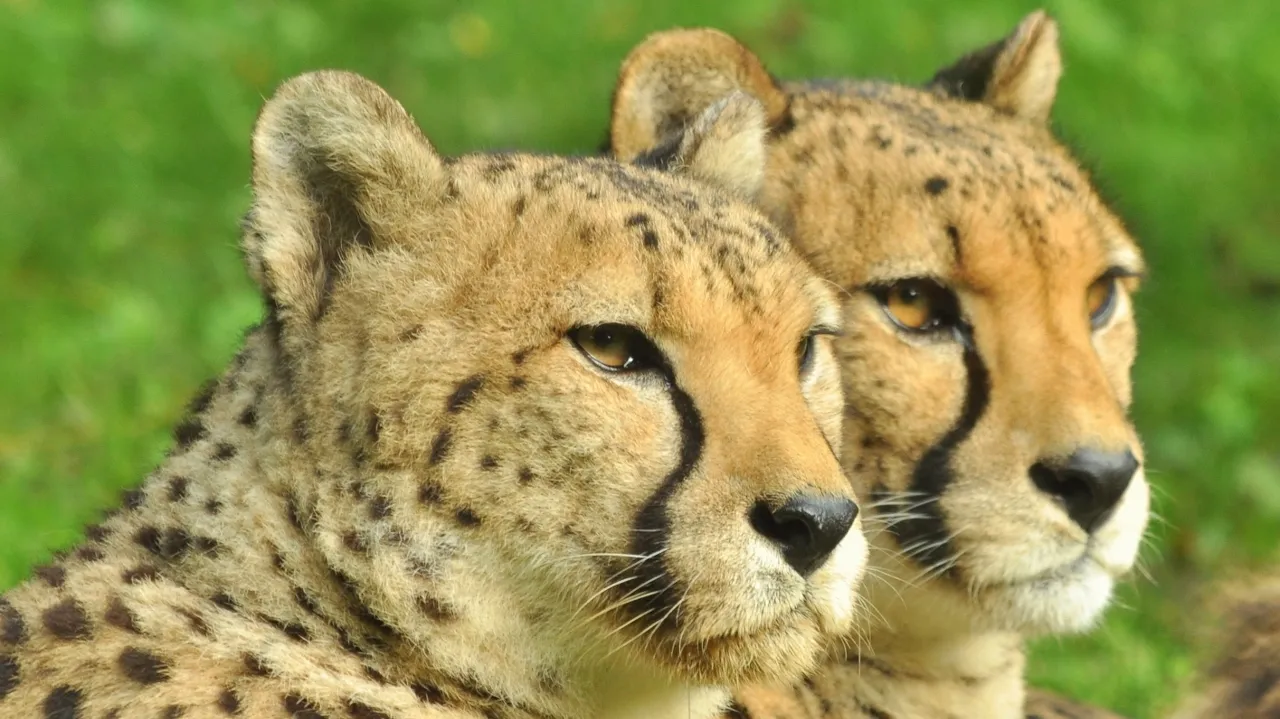 gaiazoo cheeta brothers 1280x960 2