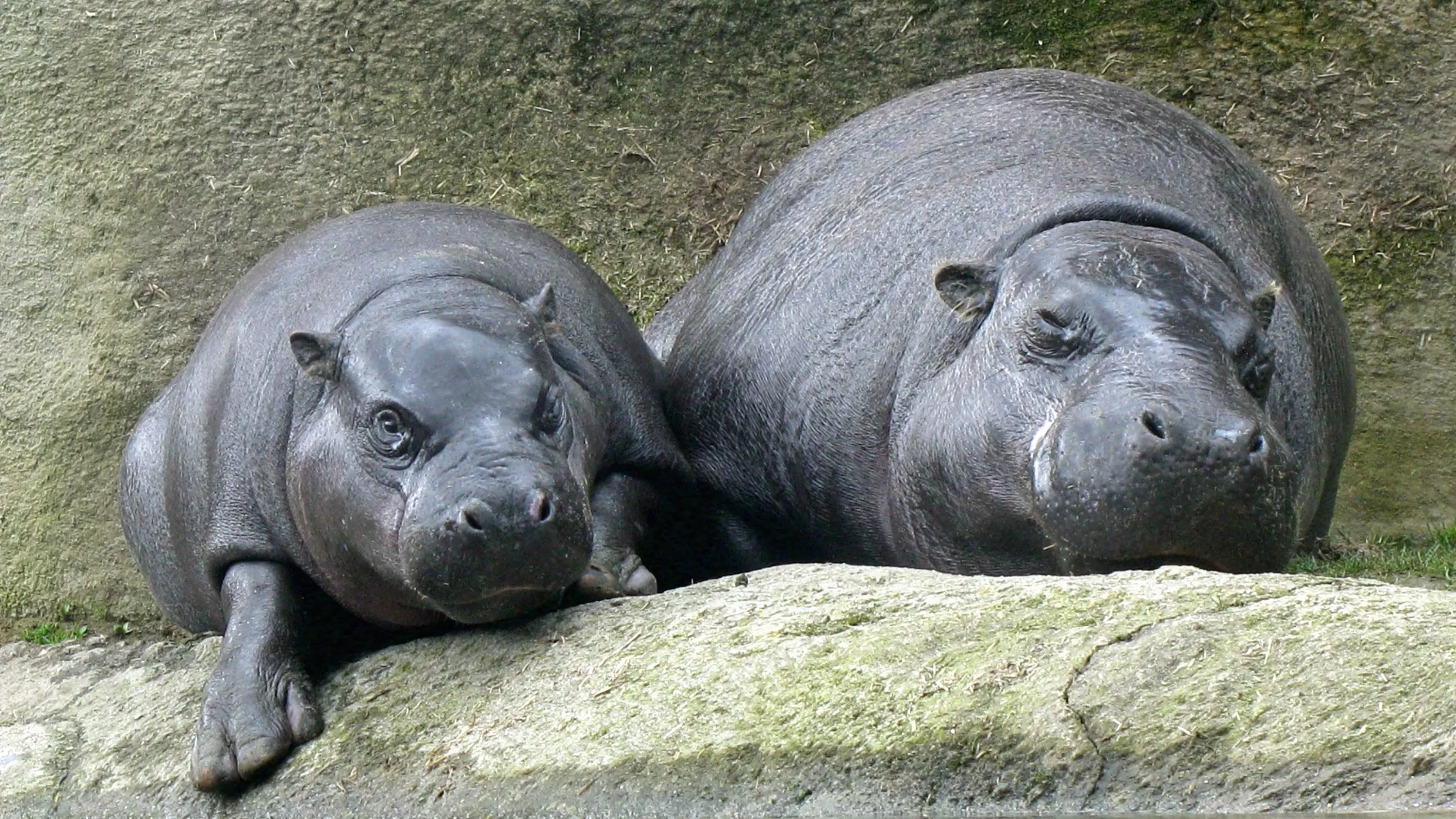 gaiazoo de dwergnijlpaarden 6 e1489682281783