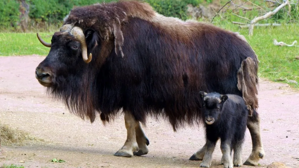 gaiazoo muskusos met jong 1024x576 1