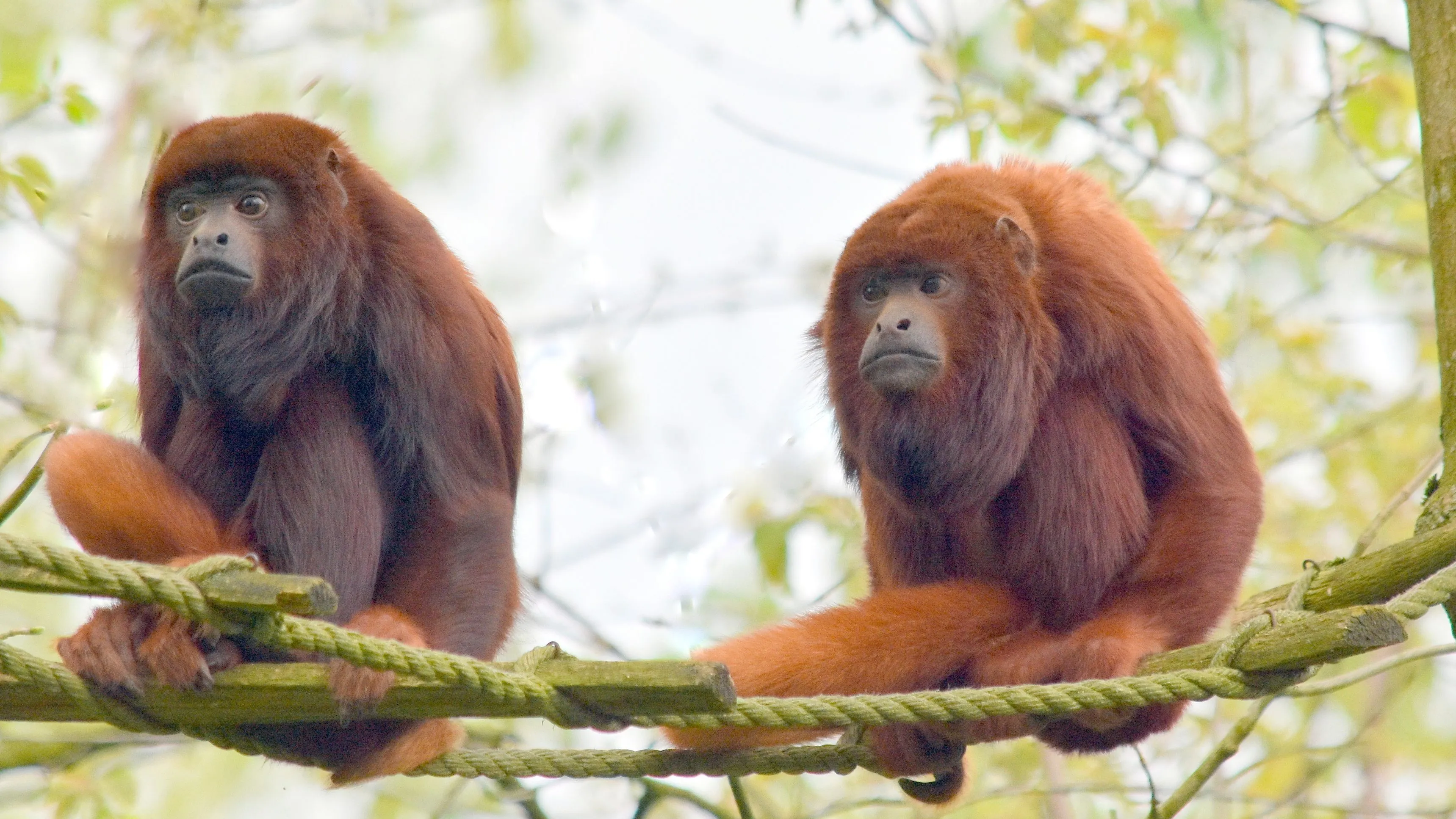 gaiazoo rode brulapen e1492166200774