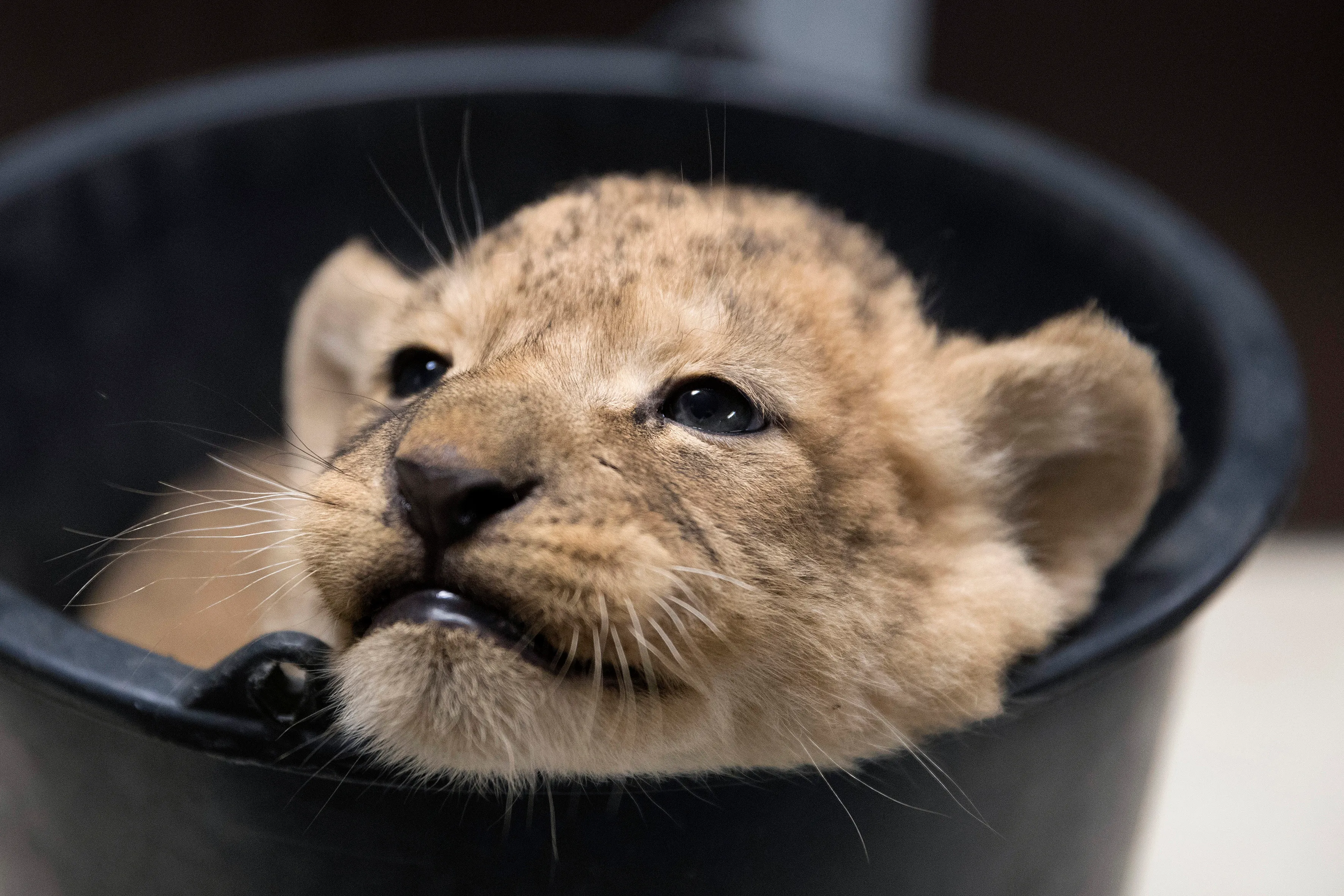 gaiazoo welp gewogen 2