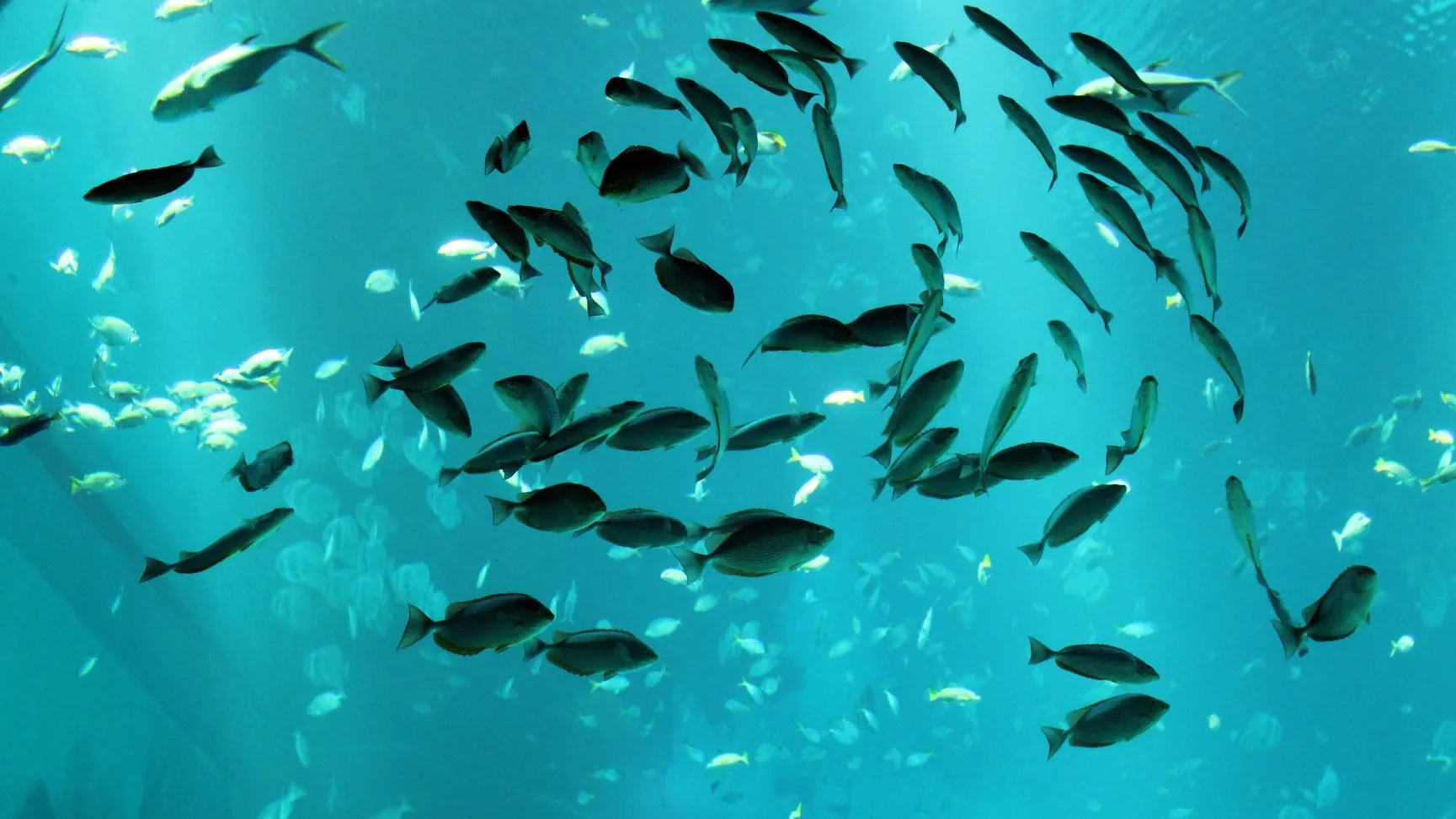 group of fish publicdomainpictures