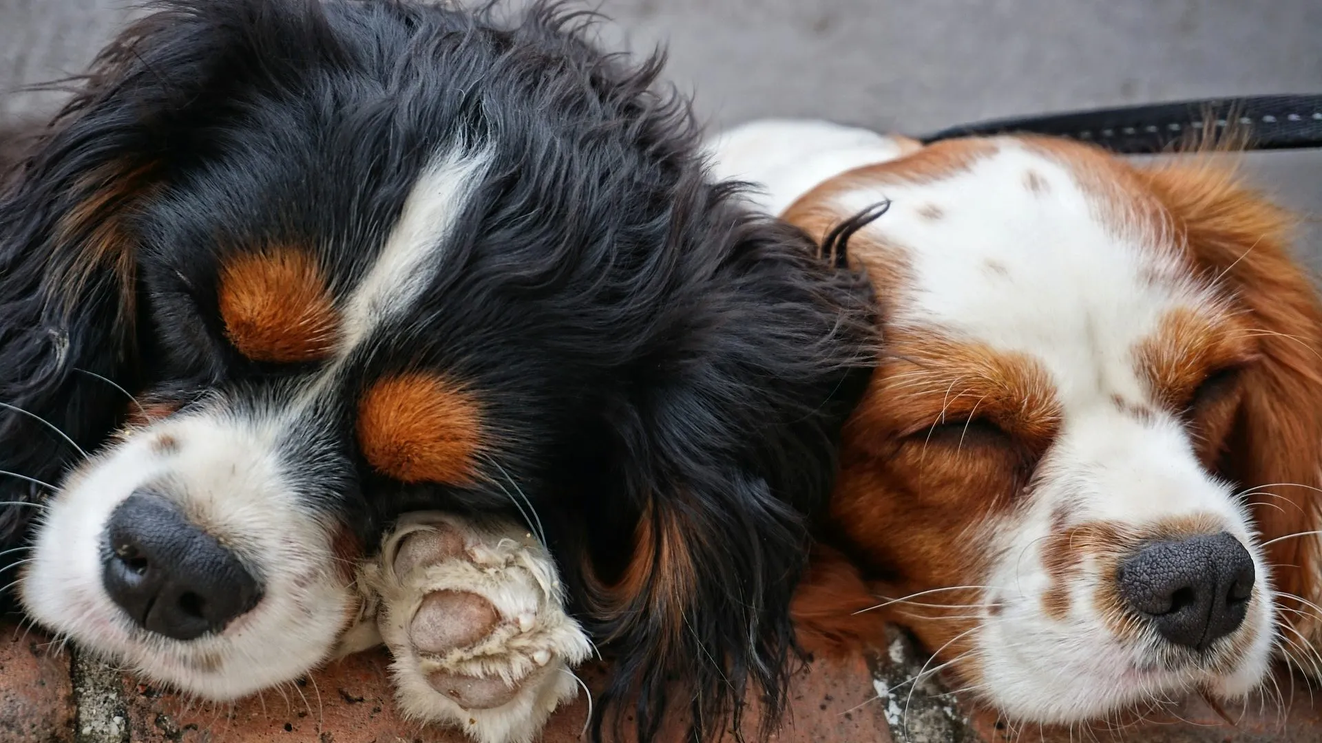 honden pixabay e1546524613350