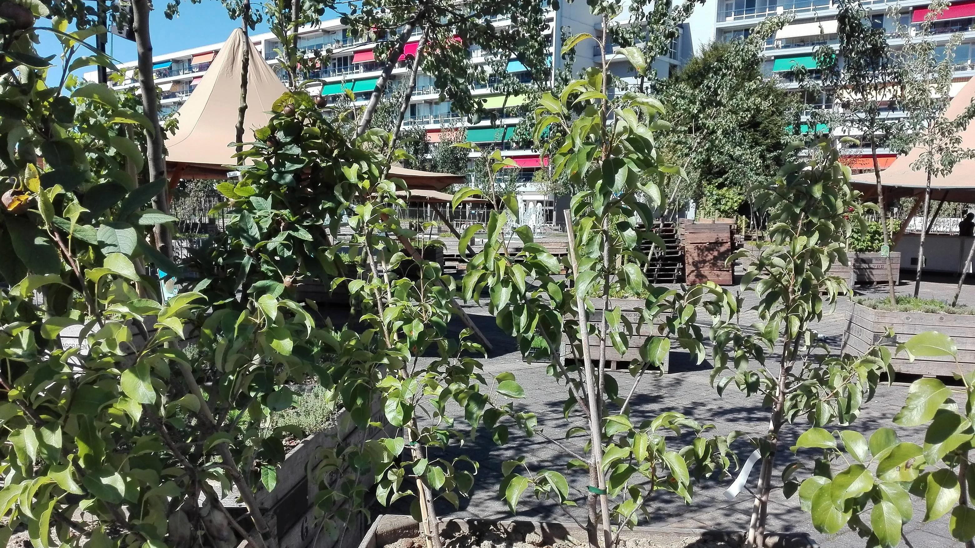 img 20160824 122454 e1477399911703