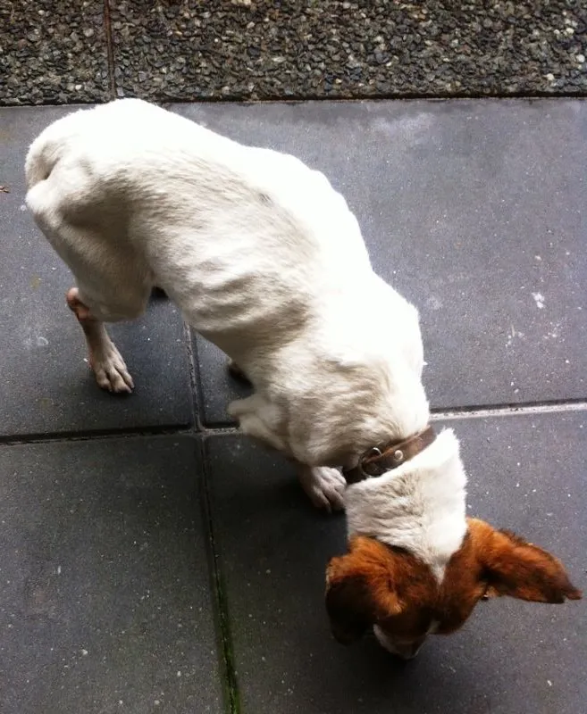 jackrussel heerlen2 e1425499825943