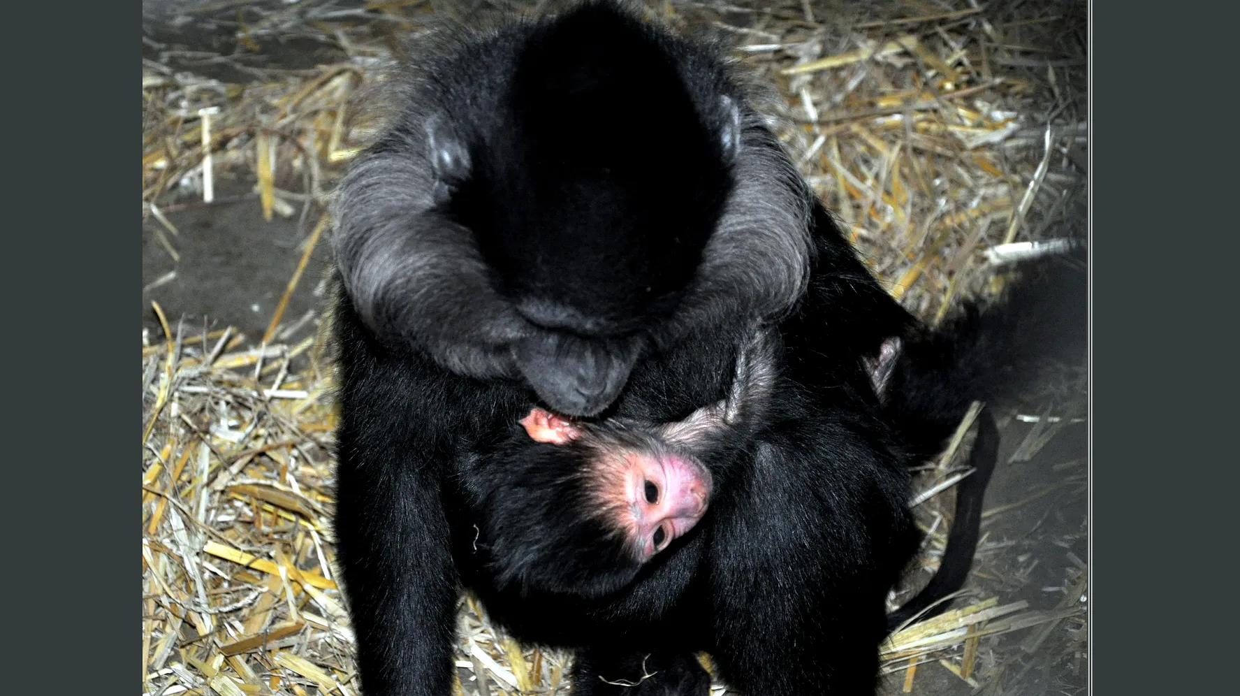 kuifmangabey e1448888960565