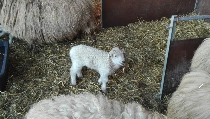 lammetjesdag