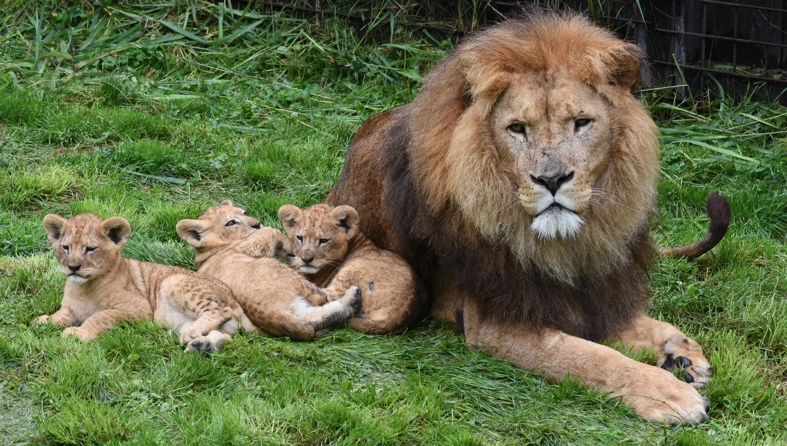 leeuwenwelpen gaiazoo