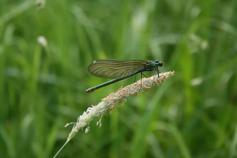 libelle1