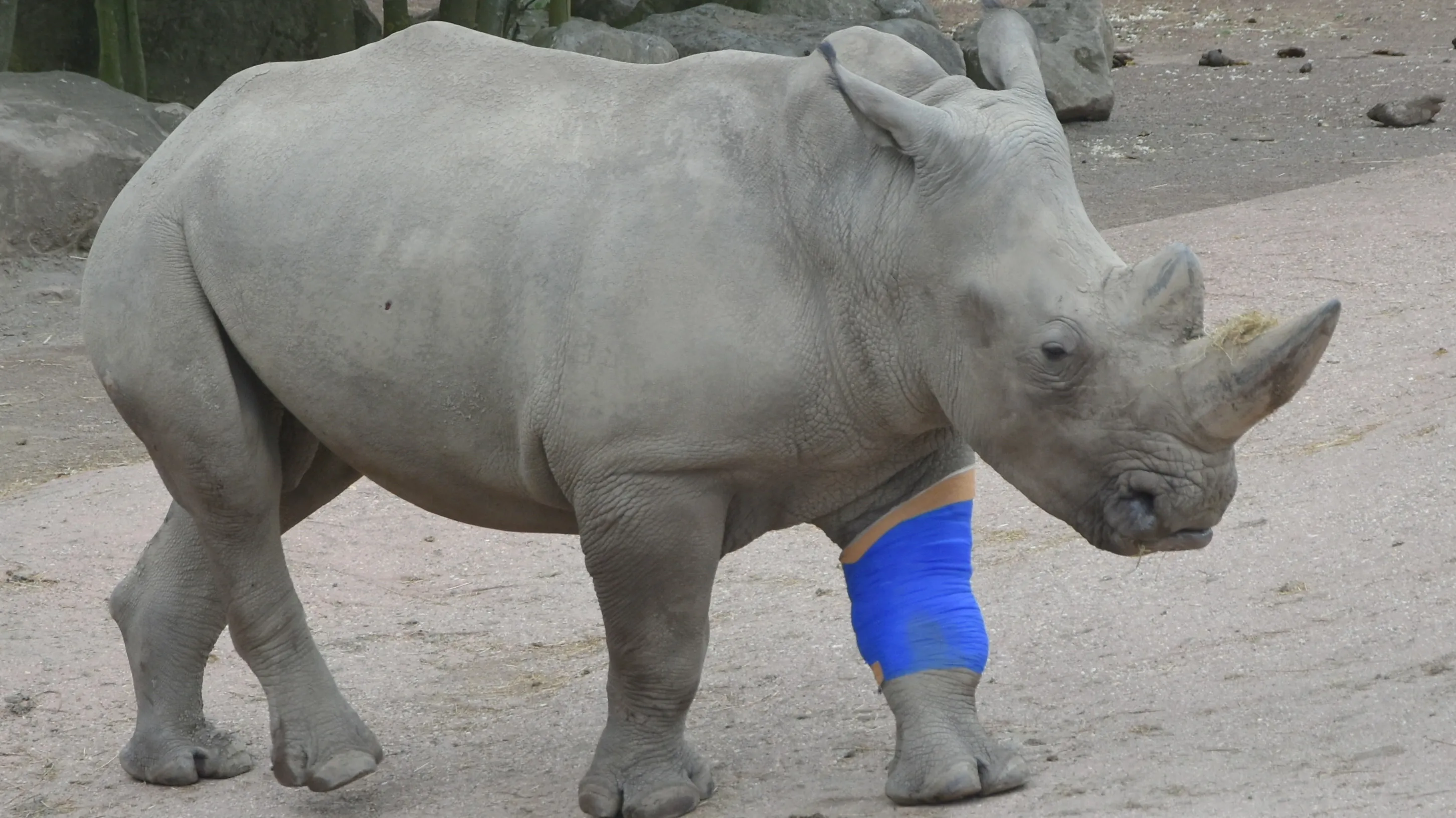 neushoorn thabo gaiazoo e1448297412907