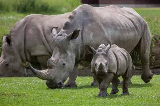 neushoorn