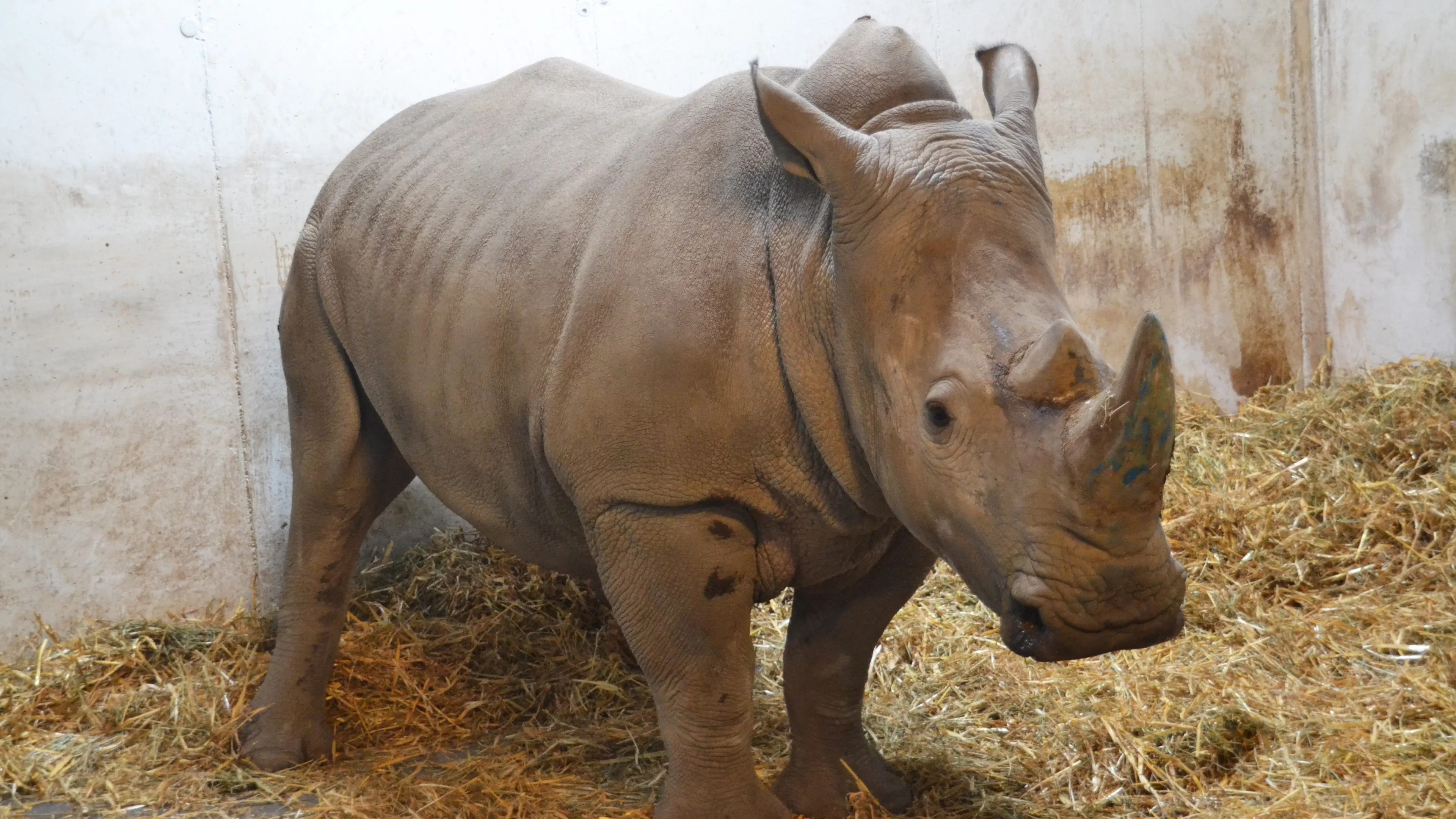 neushoornvrouw abebi in binnenverblijf gaiazoo 3 e1493809100533