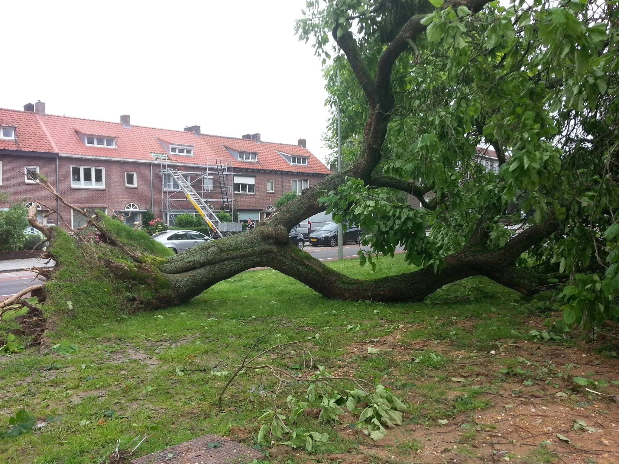 omgevallen boom van weerden poelmanstraat