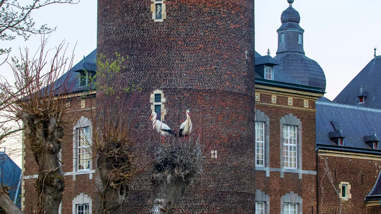 ooievaars kasteel hoensbroek 1280x720