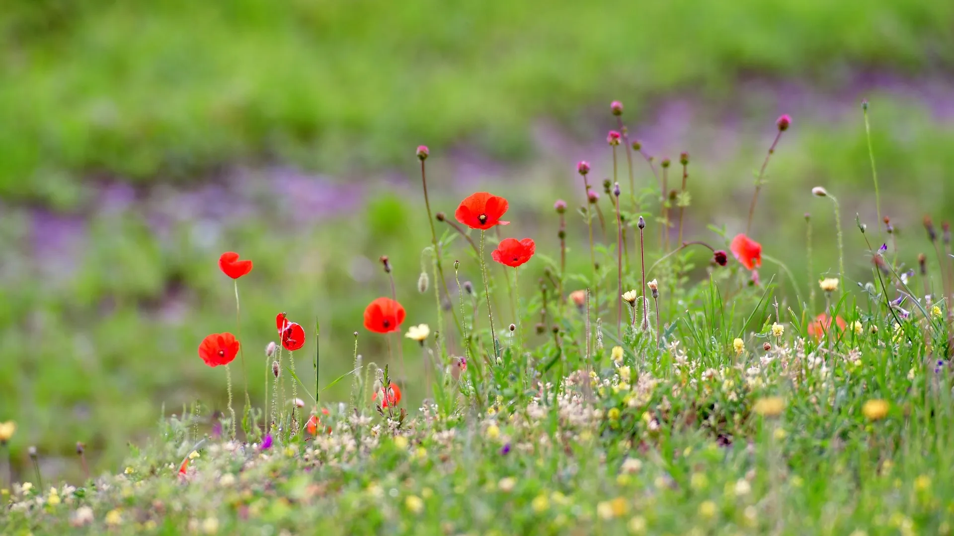 poppies 4336355 yvonne huijbens via pixabay