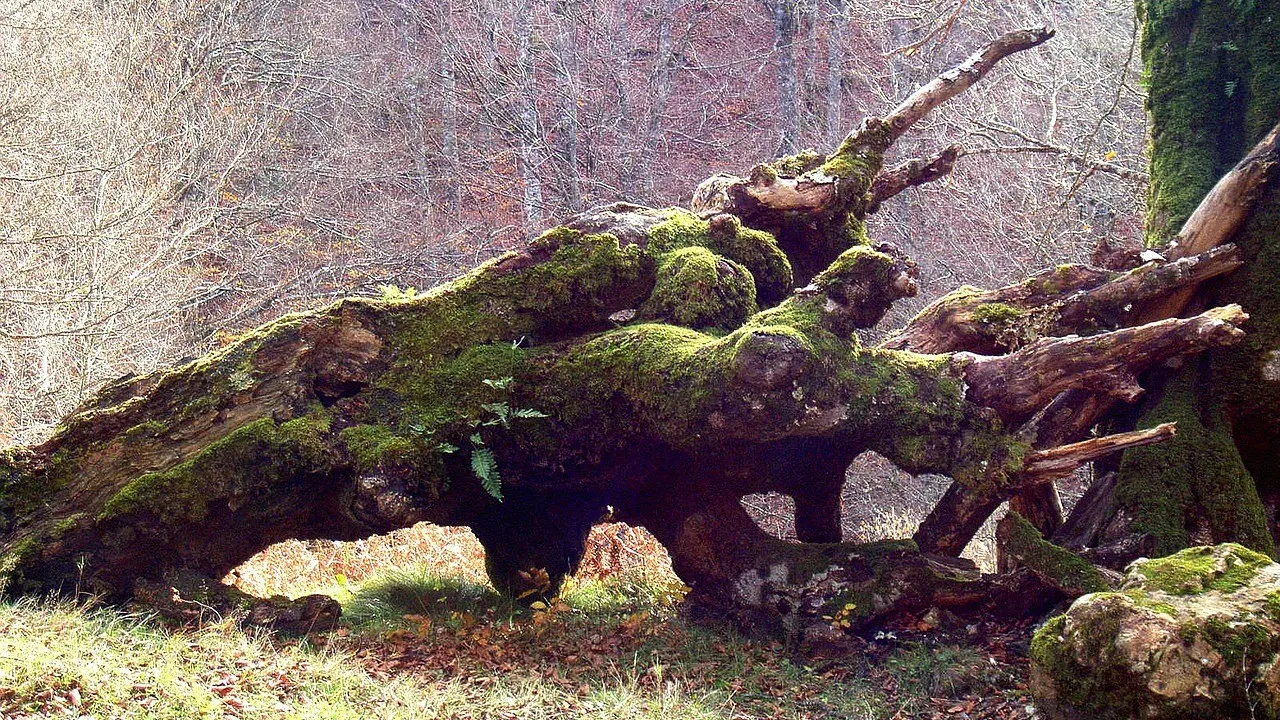 tree 264726 1280 e1444941887443