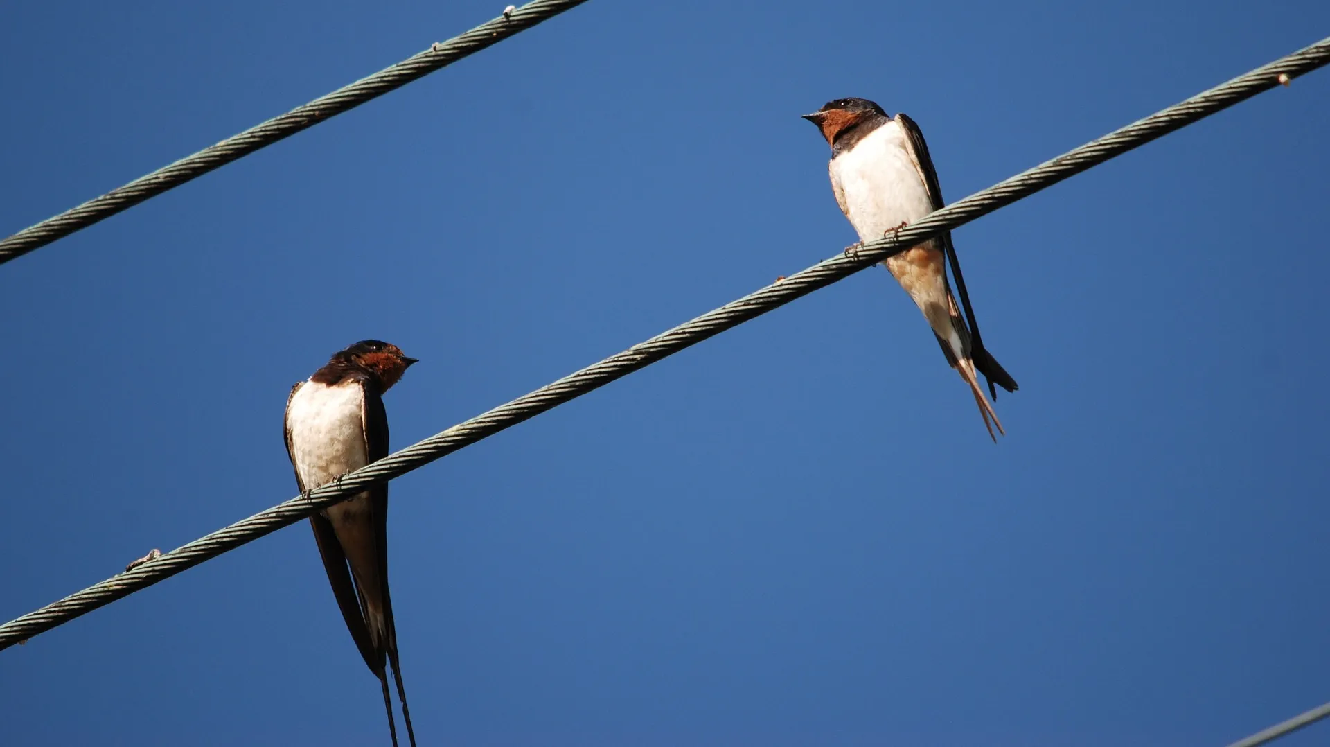 zwaluwen eveline de bruin via pixabay