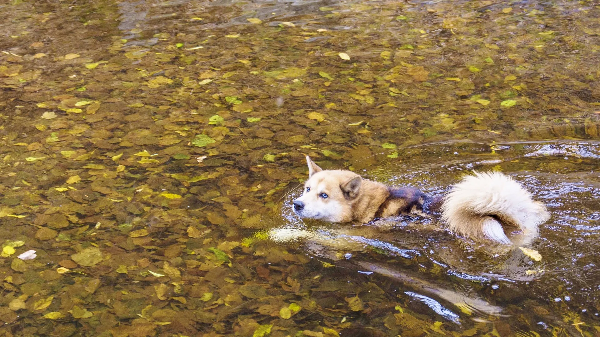 zwemmen natuurwater