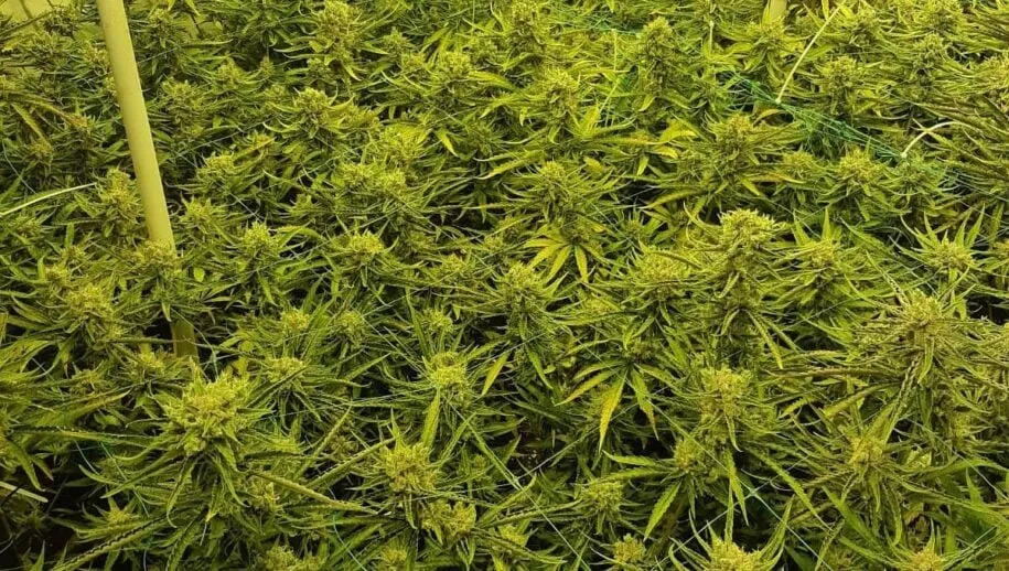 153482608 2829051854002724 3053569108102832921 o 915x518 1