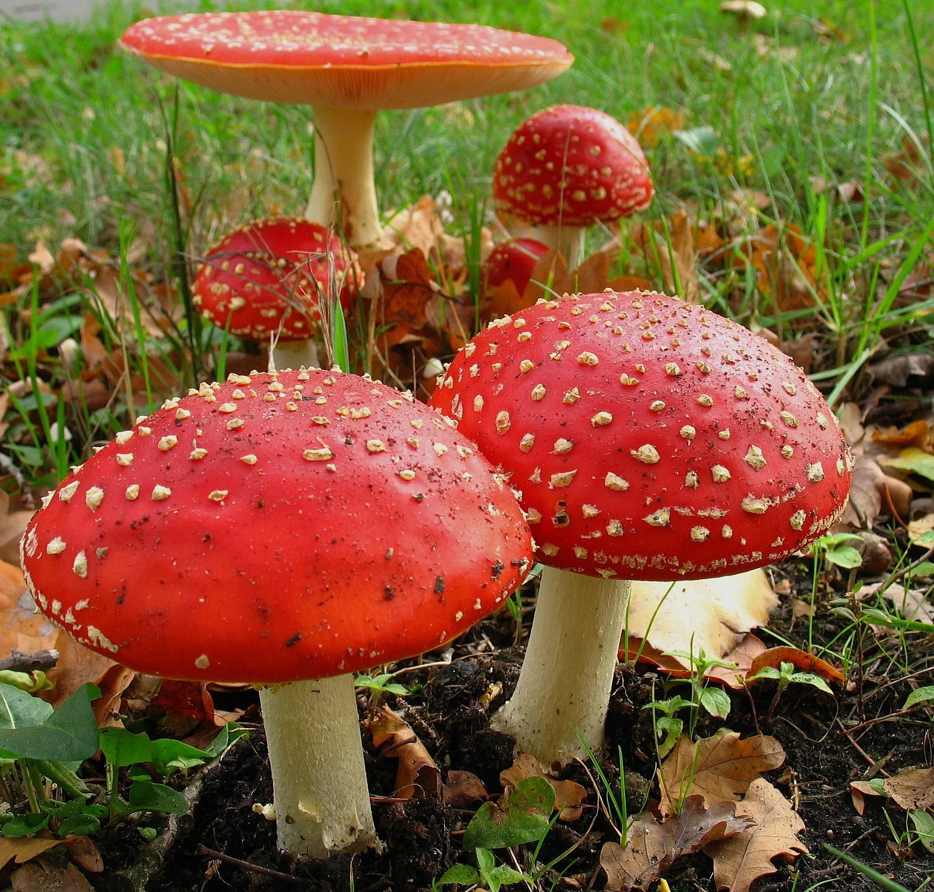 1584 50a4ab989619eb8d3e2d8bf75f9477d8