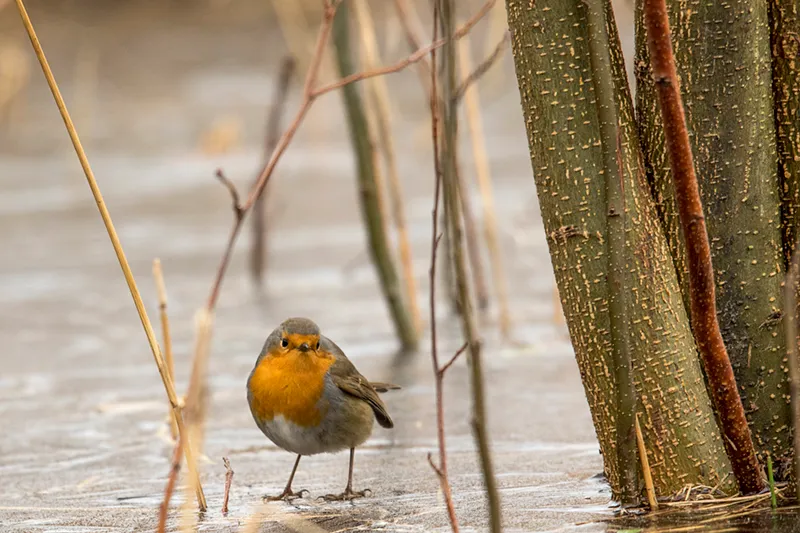 2020 02 12 roodborst op het ijs foto wilhelmien marti